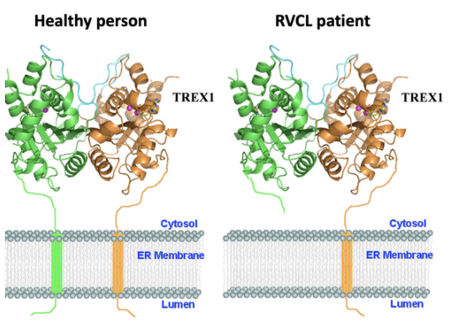 Evolution Class Rcl RVCL FAQs - RVCL